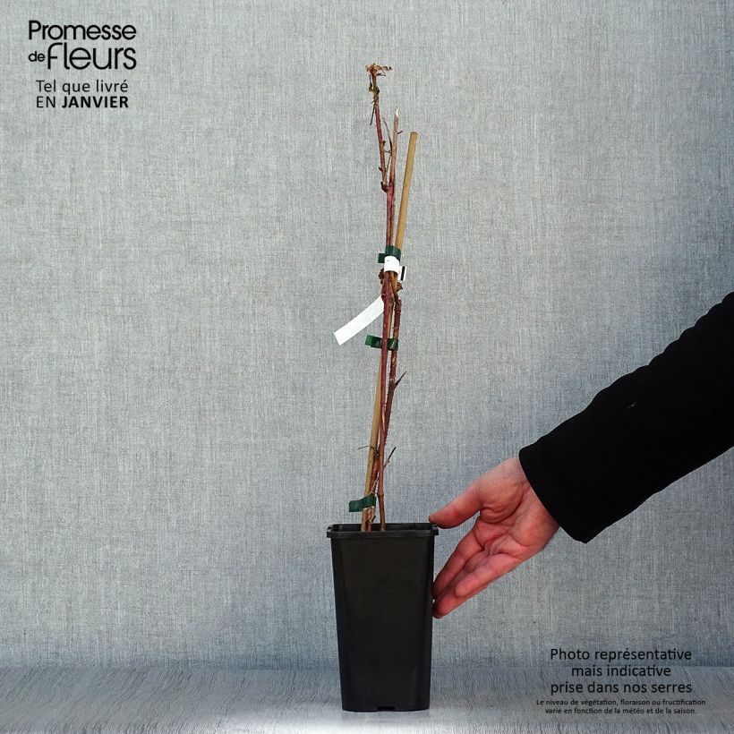 Zarzamora tayberry Bounty Berry Maceta 1,5L/2L Ejemplar entregado en invierno