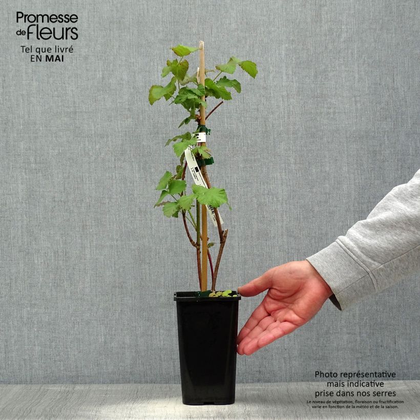 Zarzamora tayberry Bounty Berry Maceta 1,5L/2L Ejemplar entregado en la primavera