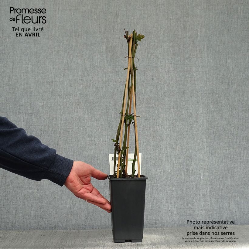 Zarzamora Triple crown Maceta 1,5L/2L, Formación arbustiva Ejemplar entregado en la primavera