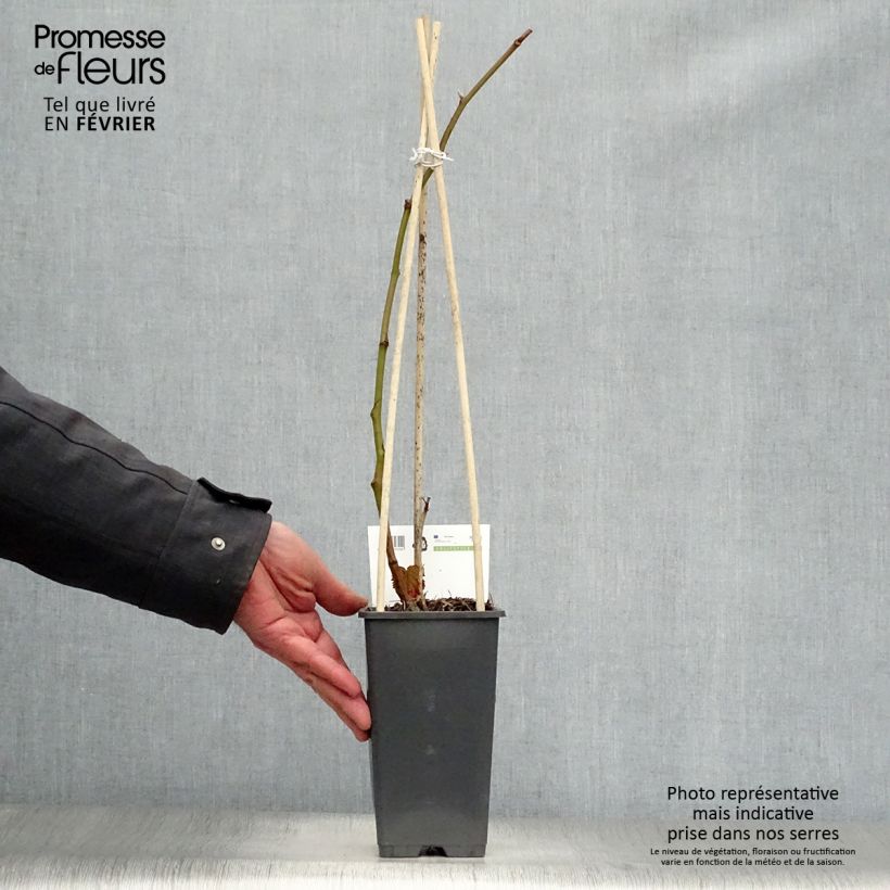 Zarzamora Triple crown Maceta 1,5L/2L, Formación arbustiva Ejemplar entregado en invierno