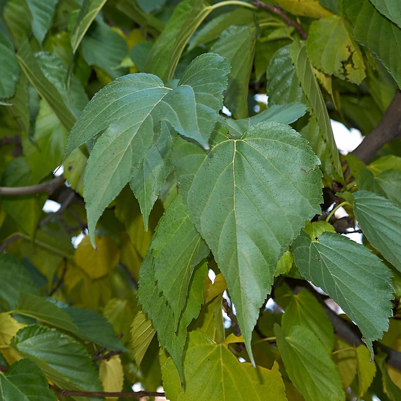 Morera King's White - Morus alba var. laevigata (Follaje)