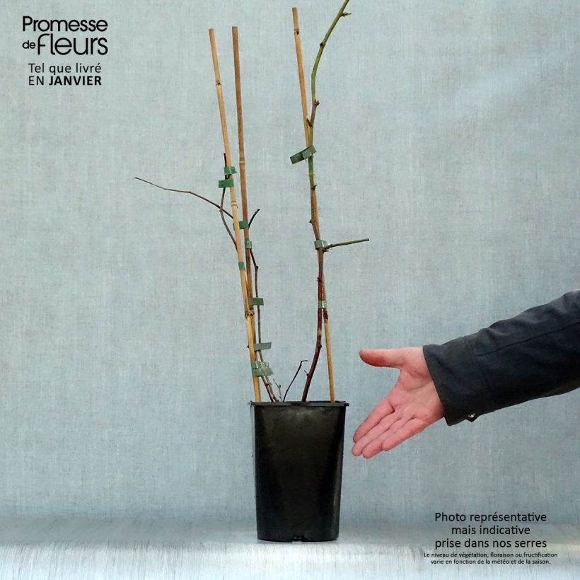 Boysenberry Boysenberry Maceta 1,5L/2L Ejemplar entregado en invierno