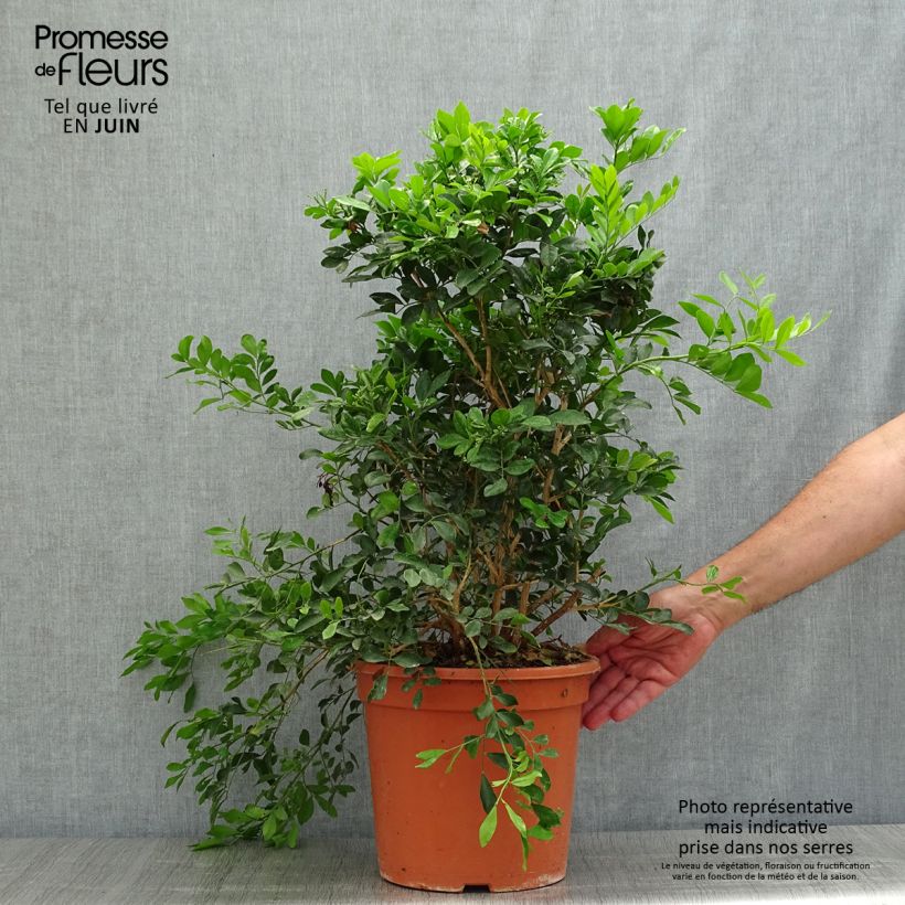 Ejemplar de Murraya paniculata - Naranjo jazmín Maceta 3L/4L entregado en verano