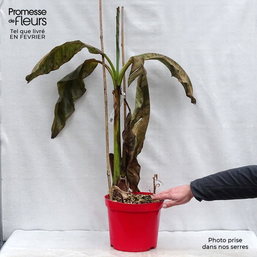 Musa basjoo - Platanera japonés Maceta 4L/5L Ejemplar entregado en invierno