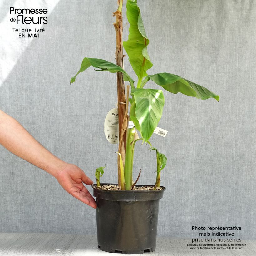 Musa basjoo - Platanera japonés Maceta 4L/5L Ejemplar entregado en la primavera