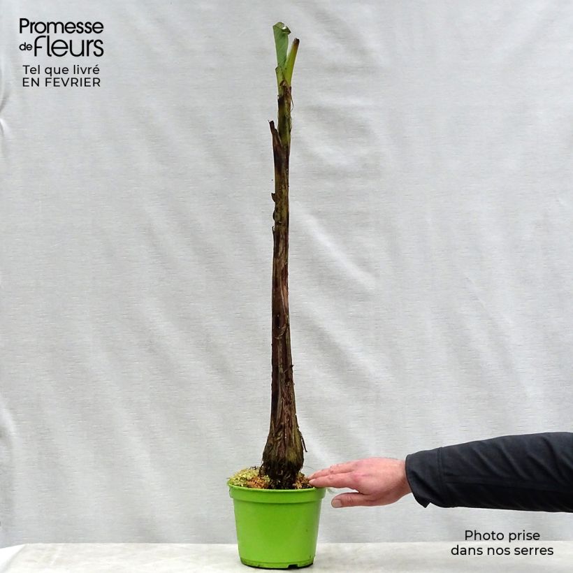 Musa basjoo - Platanera japonés Maceta 1,5L/2L Ejemplar entregado en invierno