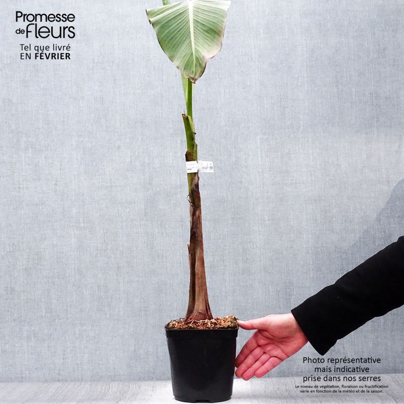 Banana japonesa Dajiao Maceta 4L/5L Ejemplar entregado en invierno