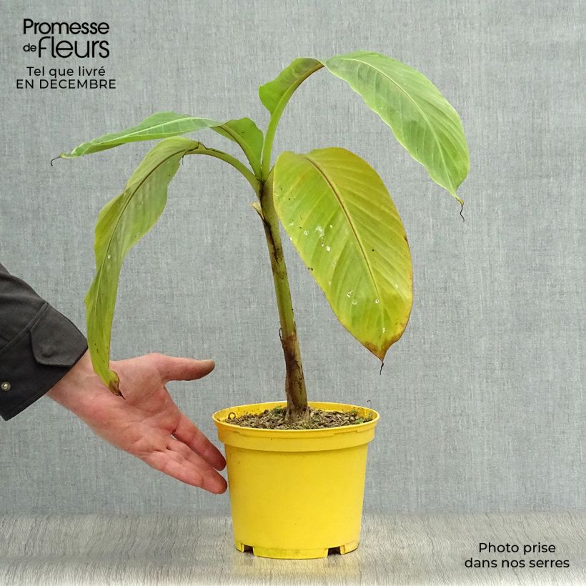 Musa sikkimensis Red Tiger - Platanera Maceta 3L/4L Ejemplar entregado en invierno