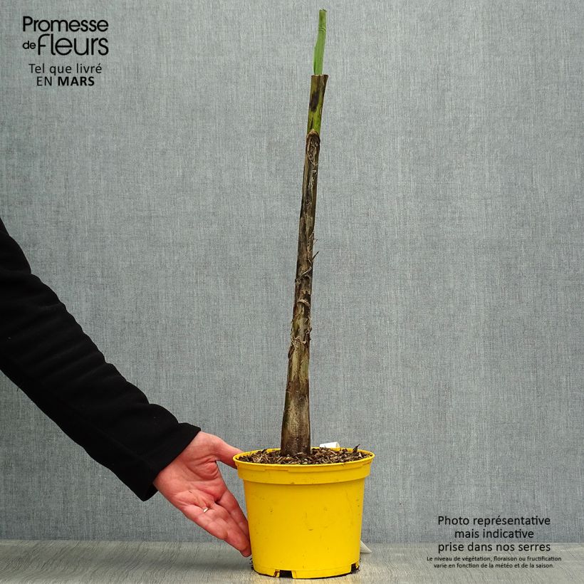 Musa sikkimensis Red Tiger - Platanera Maceta 3L/4L Ejemplar entregado en la primavera