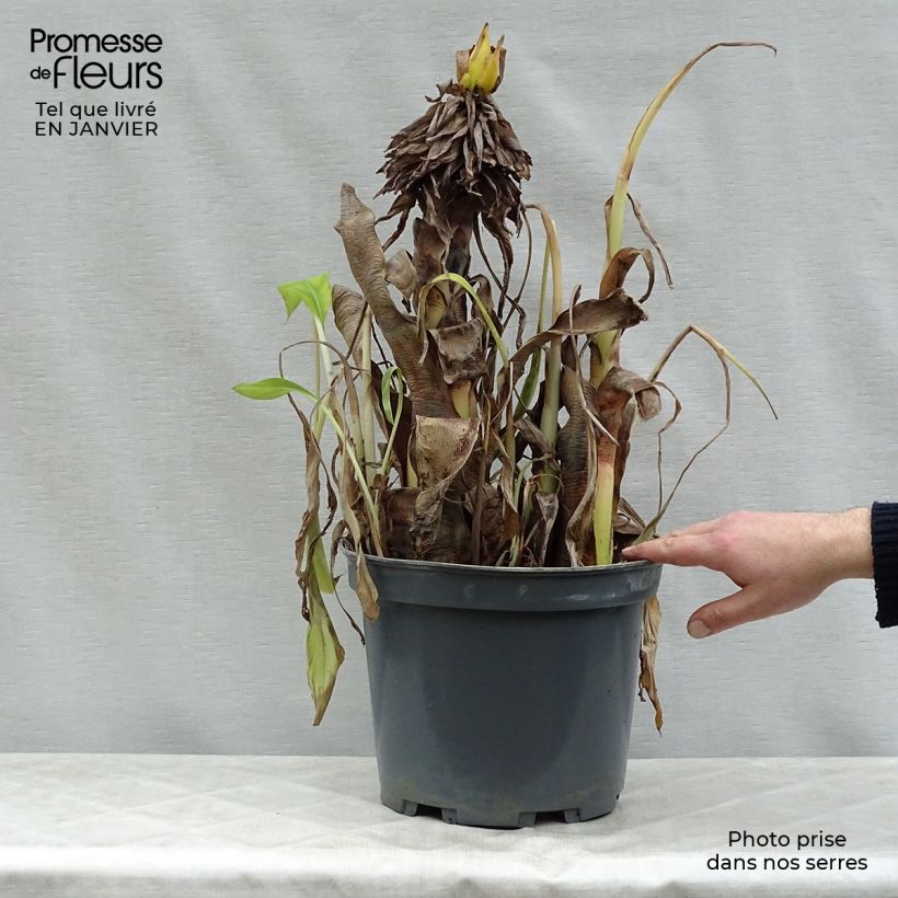 Musa velutina - Plátana rosa Maceta 12L/15L Ejemplar entregado en invierno