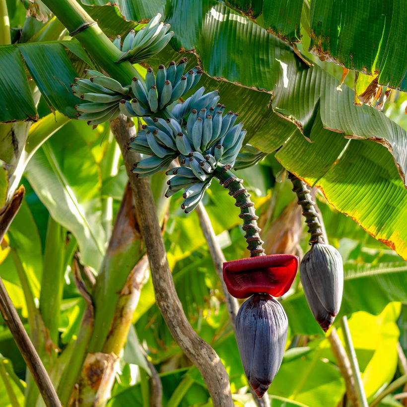 Plátano malayo Ice Cream (Porte)