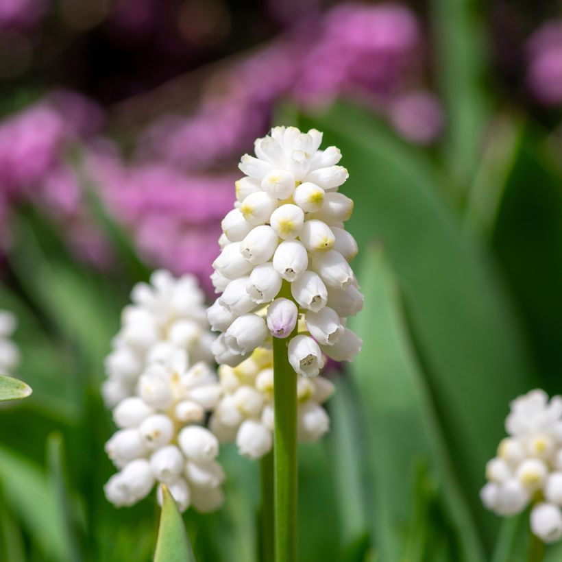 Muscari aucheri White Magic (Floración)