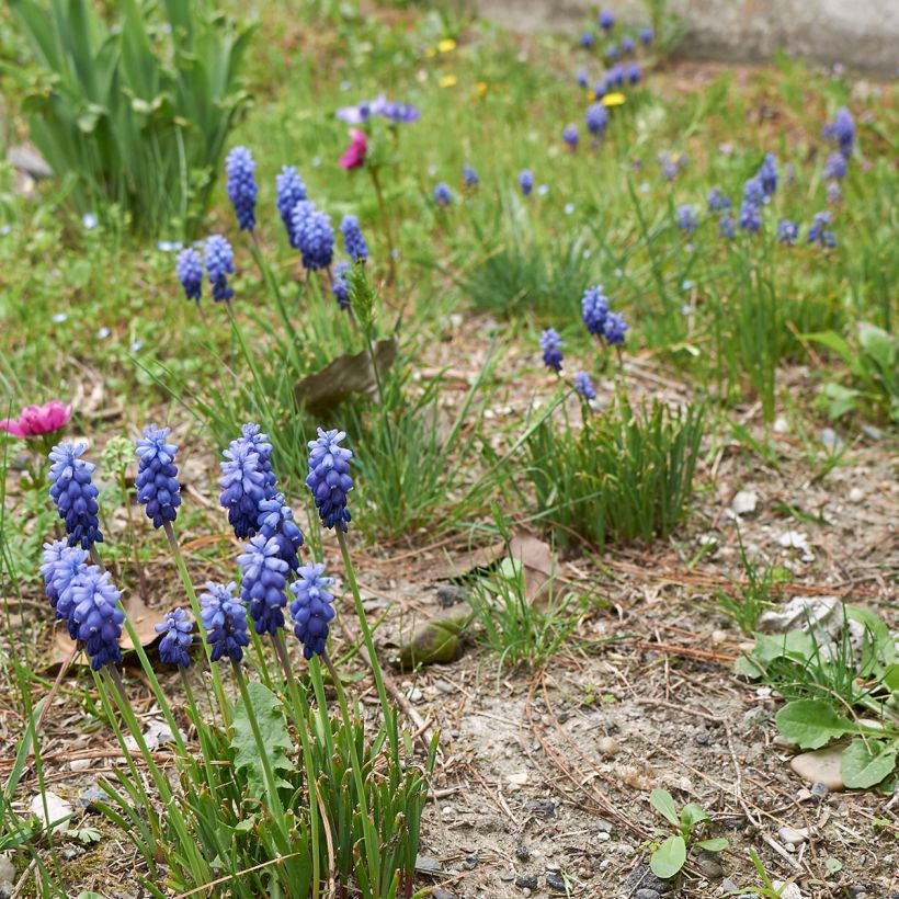 Muscari neglectum - Nazareno (Porte)