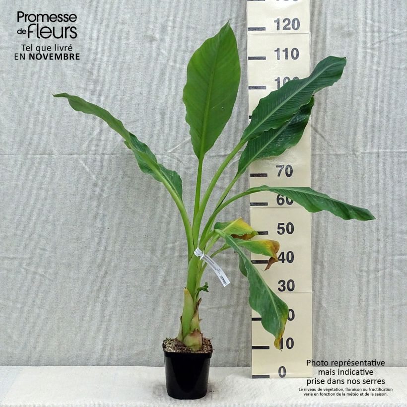 Ejemplar de Musella lasiocarpa - Plátano enano chino Maceta 2L/3L entregado en otoño