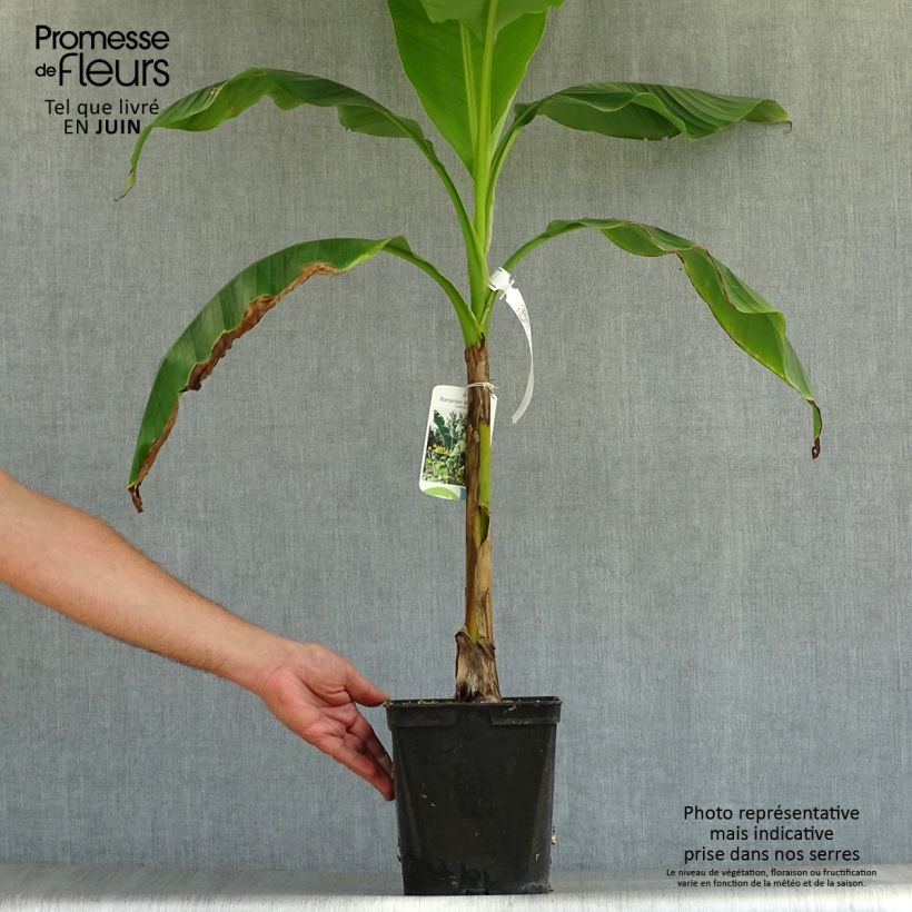 Ejemplar de Musella lasiocarpa - Plátano enano chino Maceta 3L/4L entregado en verano