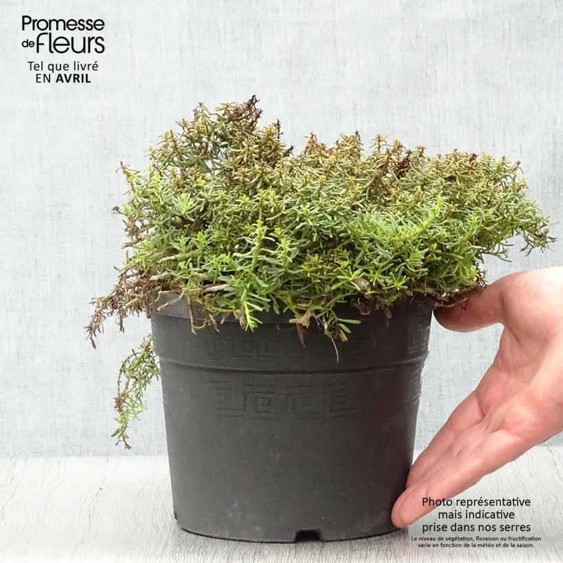 Myoporum parvifolium Fleurs roses Maceta 3L/4L Ejemplar entregado en la primavera