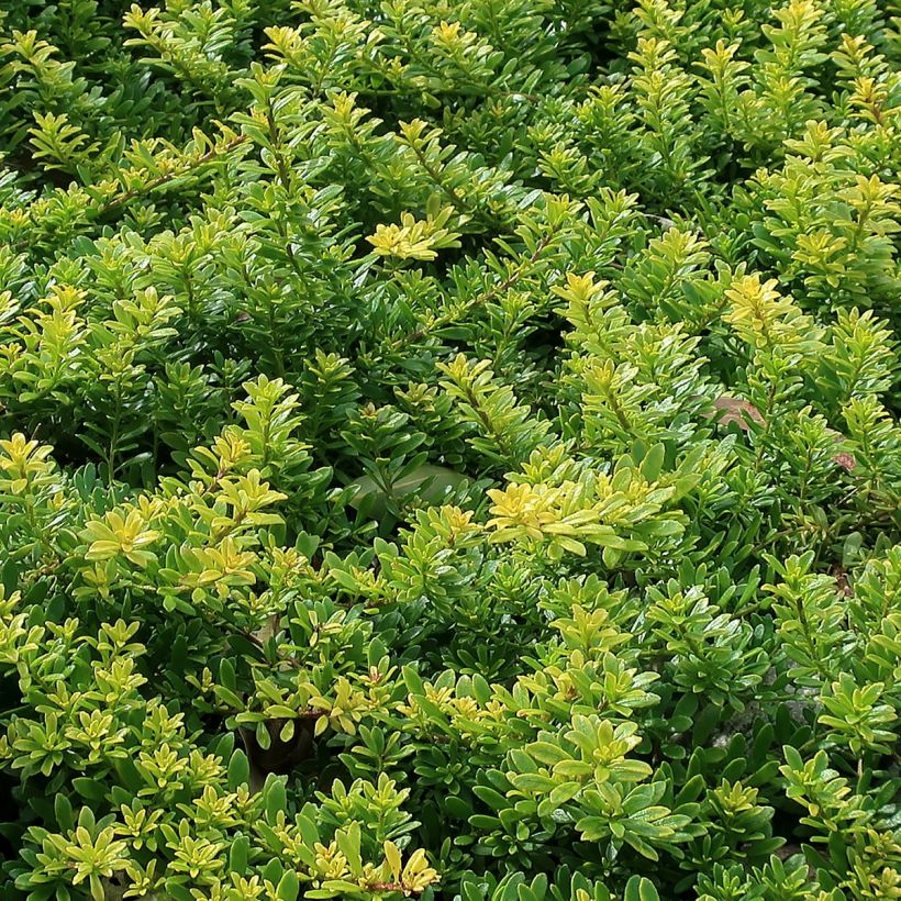 Myoporum parvifolium White (Follaje)