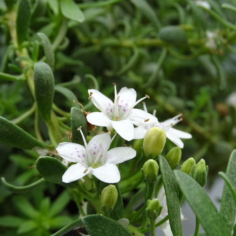 Myoporum parvifolium White (Floración)