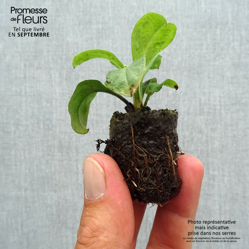 Ejemplar de Myosotis Myomark minicepellón: Ø 3/4 cm entregado en otoño