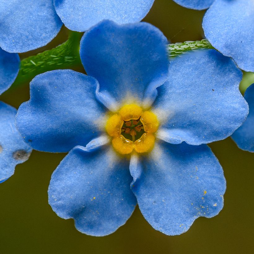 Myosotis scorpioides - Nomeolvides de agua (Floración)