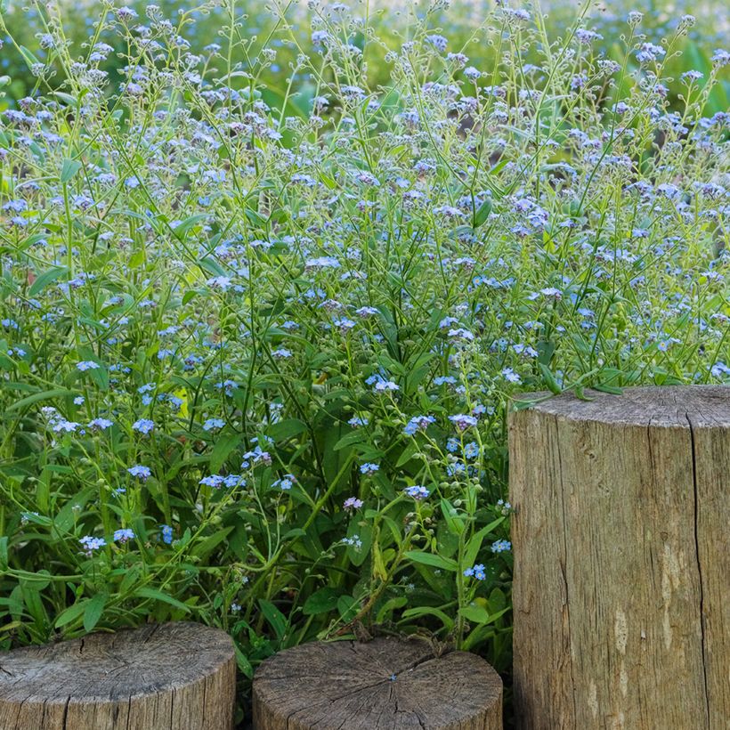 Myosotis scorpioides - Nomeolvides de agua (Porte)