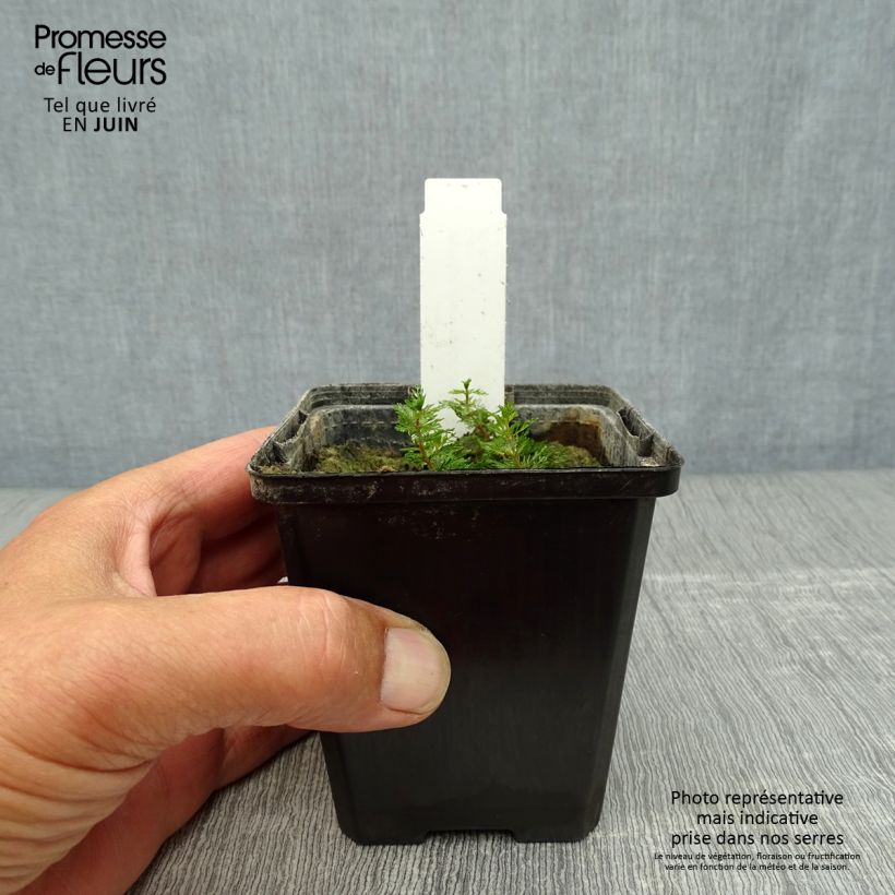 Ejemplar de Myriophyllum spicatum - Cola de zorro acuática Maceta de 8/9 cm entregado en verano