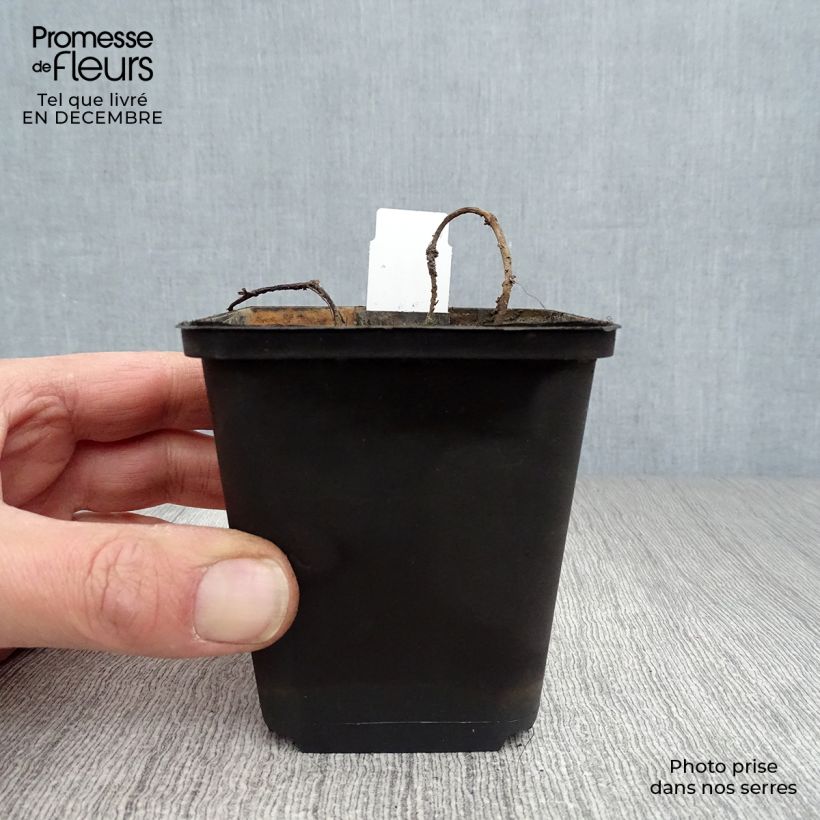 Myriophyllum spicatum - Cola de zorro acuática Maceta de 8/9 cm Ejemplar entregado en invierno