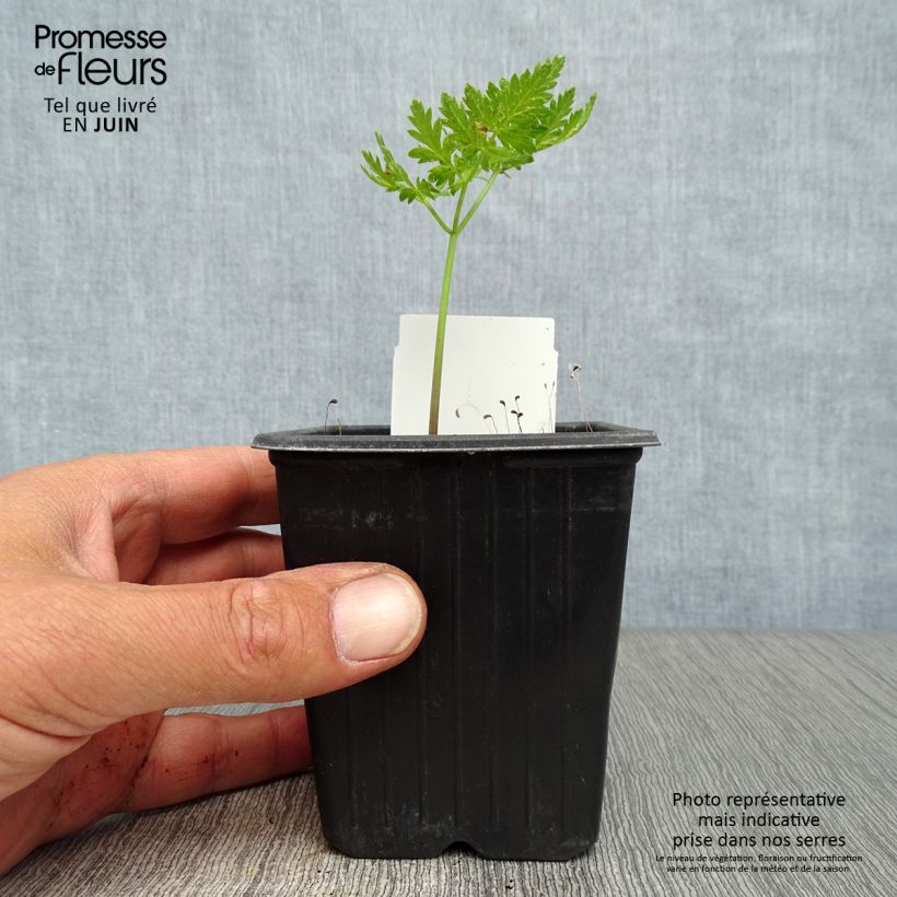 Ejemplar de Cerifolio - Myrrhis odorata Maceta de 8/9 cm entregado en verano