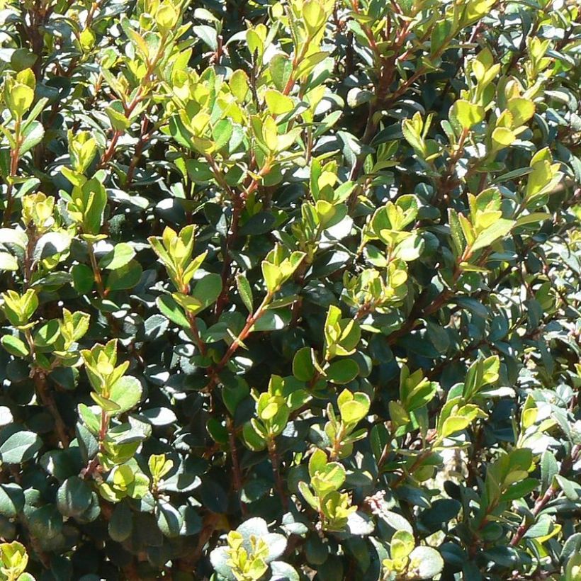 Myrsine africana (Follaje)