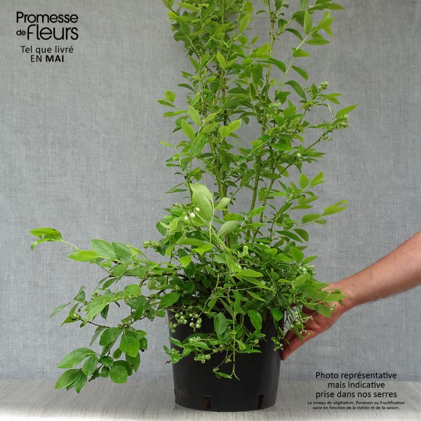 Arándano Goldtraube Maceta 7,5L/10L, Formación arbustiva Ejemplar entregado en la primavera