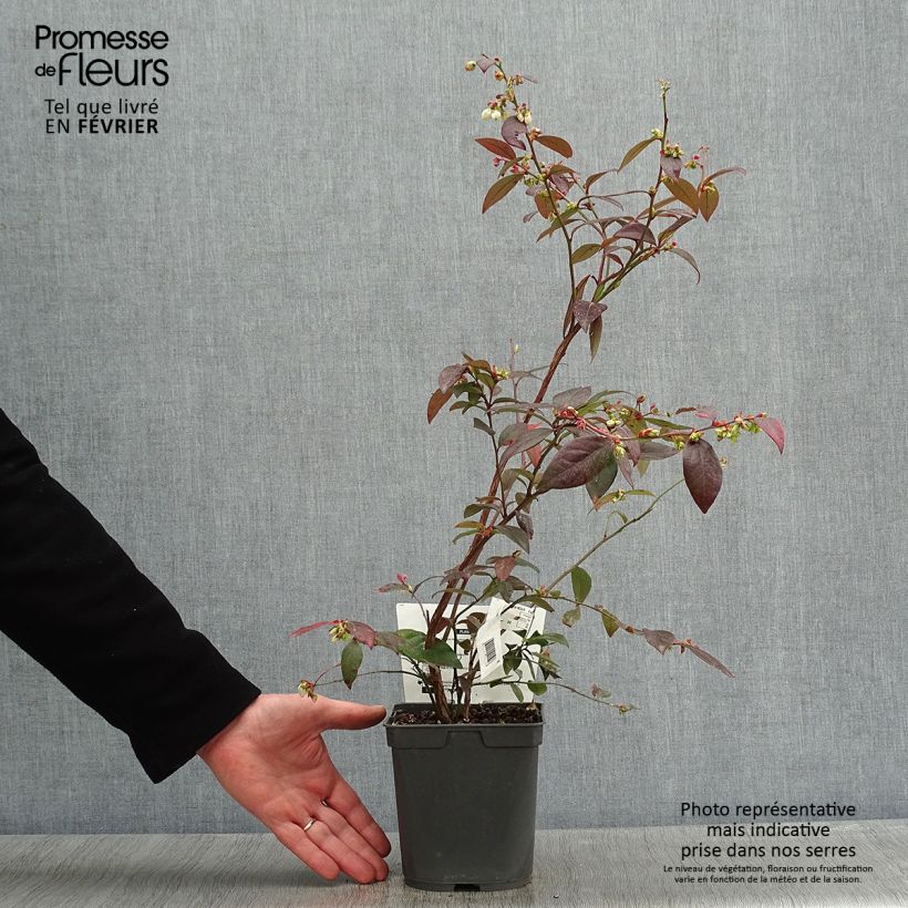 Arándano Atlantic Maceta 1,5L/2L Ejemplar entregado en invierno