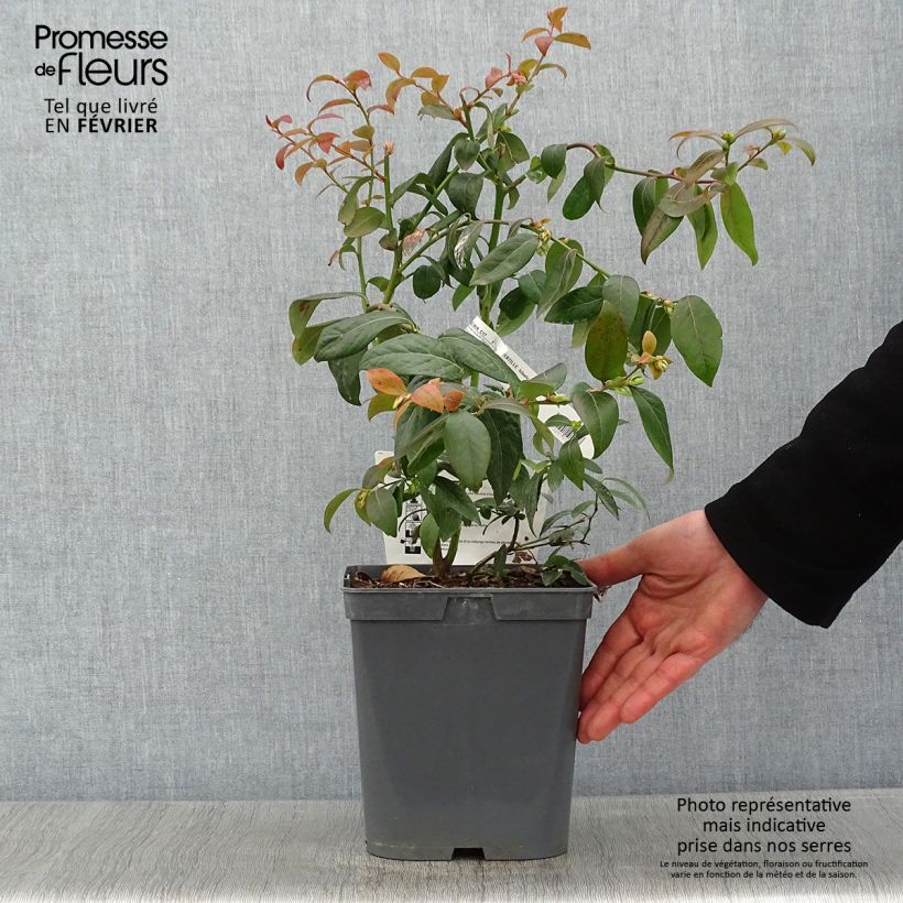 Arándano Atlantic Maceta 4L/5L Ejemplar entregado en invierno