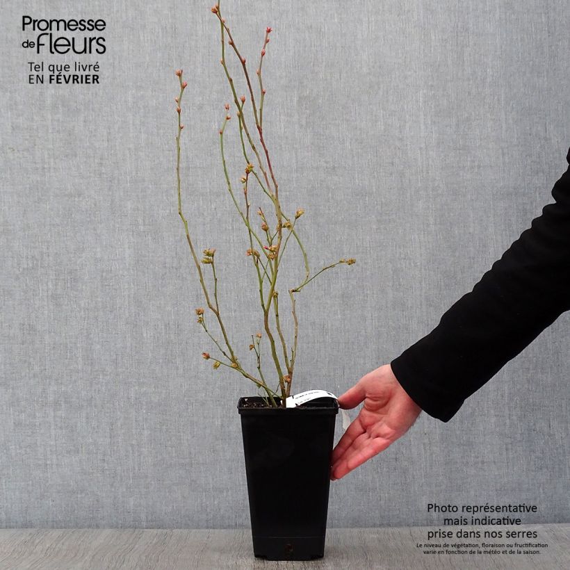 Arándano Berkeley Maceta 1,5L/2L Ejemplar entregado en invierno