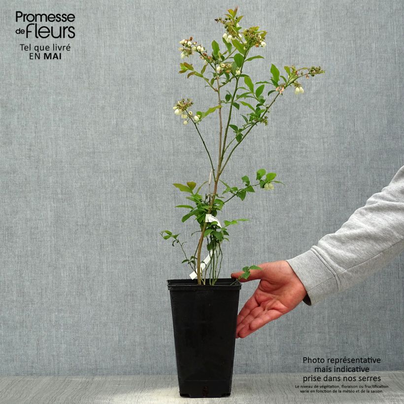 Arándano Berkeley Maceta 1,5L/2L Ejemplar entregado en la primavera