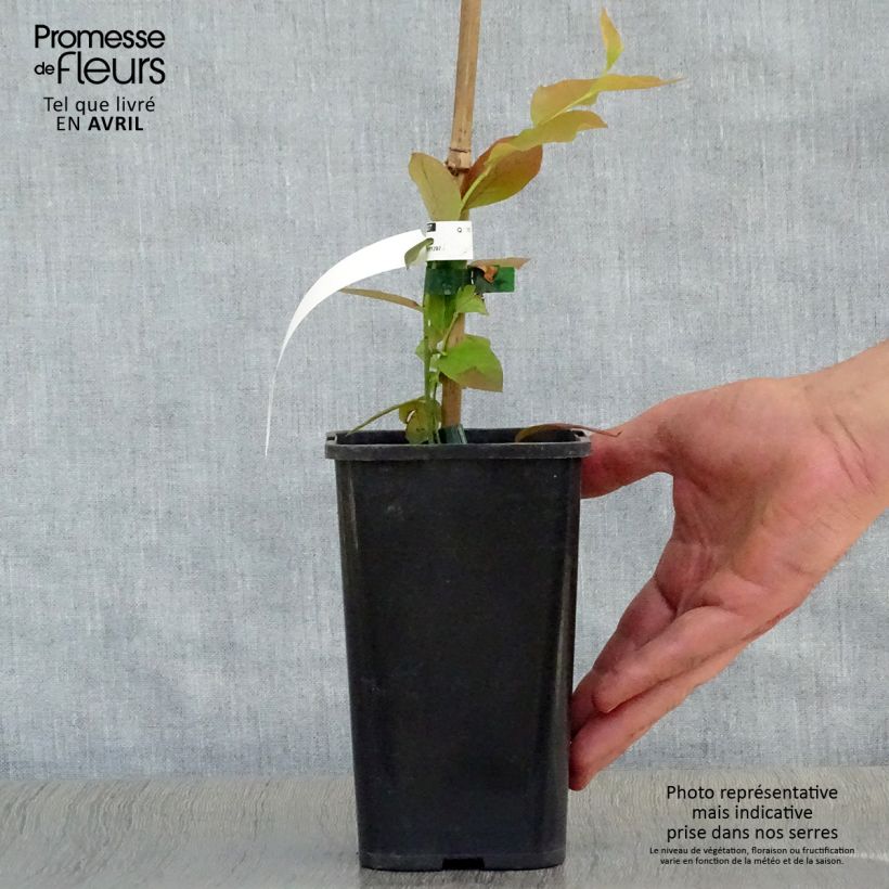 Arándano Brigitta Maceta 1,5L/2L, Formación arbustiva Ejemplar entregado en la primavera