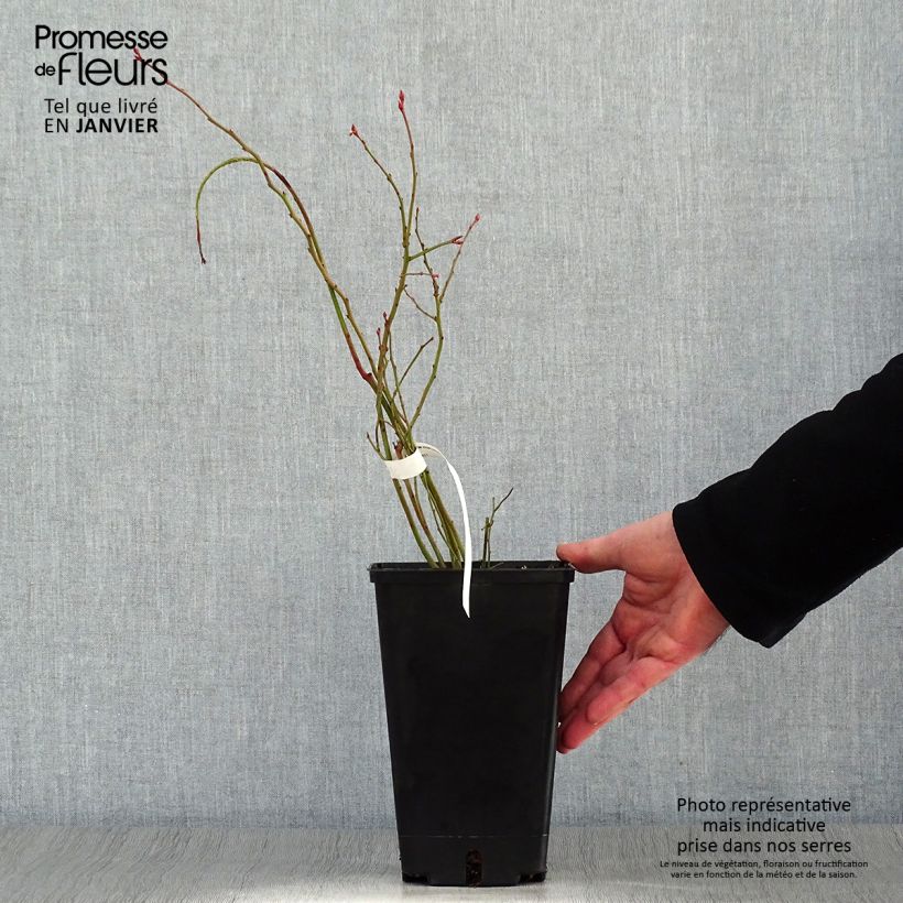 Arándano Ivanhoe Maceta 1,5L/2L, Formación arbustiva Ejemplar entregado en invierno