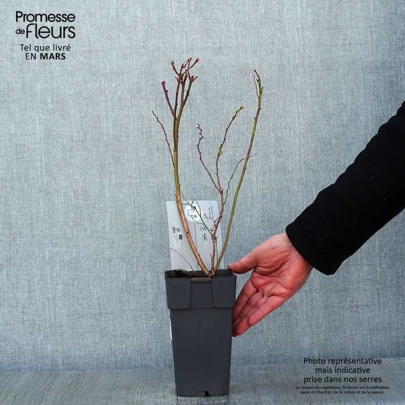 Arándano Northland Maceta 1,5L/2L Ejemplar entregado en invierno