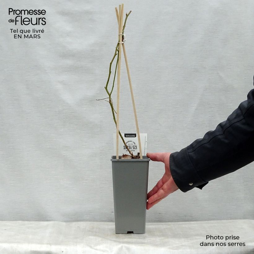 Arándano Blue Gold Maceta 1,5L/2L, Formación arbustiva Ejemplar entregado en la primavera