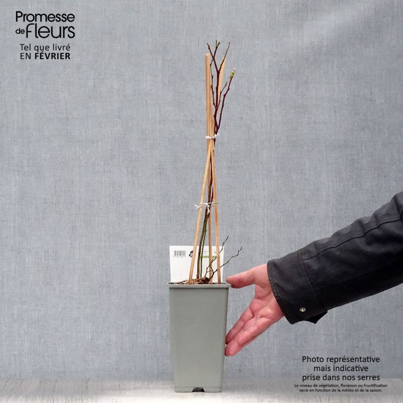 Arándano Blue Gold Maceta 1,5L/2L, Formación arbustiva Ejemplar entregado en invierno