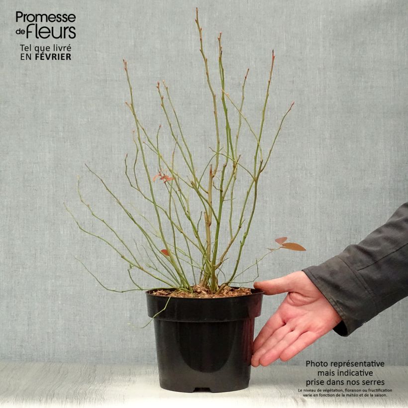 Arándano Blue Jay Maceta 1,5L/2L, Formación arbustiva Ejemplar entregado en invierno