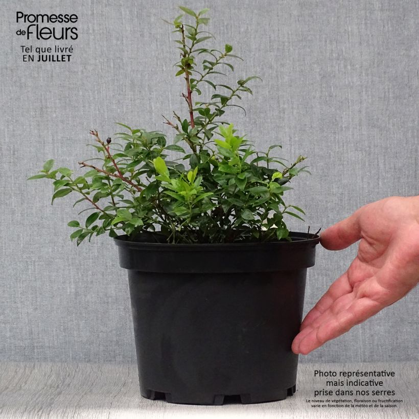 Ejemplar de Arándano enano Brazelberry Berrybux Maceta de 10 cm/11 cm entregado en verano