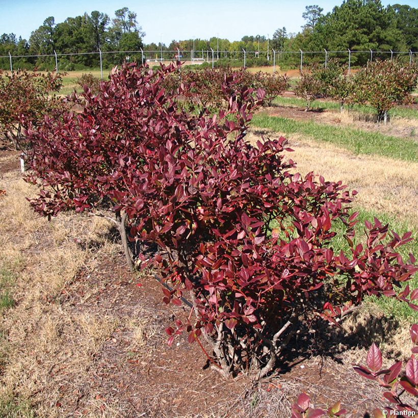 Arándano Cabernet Splash (Porte)