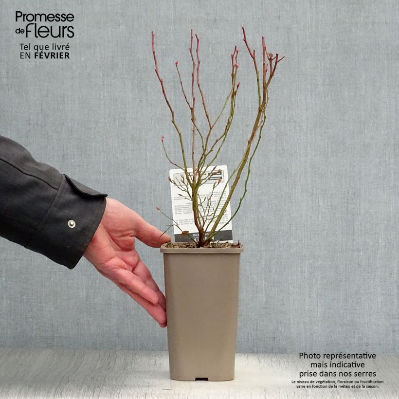 Arándano Emil Maceta 1,5L/2L, Formación arbustiva Ejemplar entregado en invierno