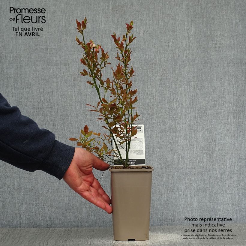 Arándano Emil Maceta 1,5L/2L, Formación arbustiva Ejemplar entregado en la primavera