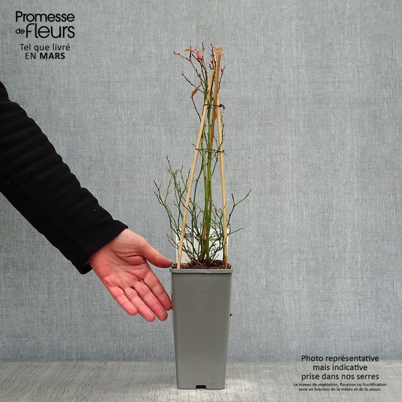 Arándano Goldtraube Maceta 1,5L/2L, Formación arbustiva Ejemplar entregado en invierno