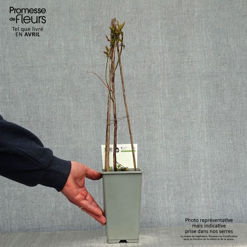 Arándano Goldtraube Maceta 1,5L/2L, Formación arbustiva Ejemplar entregado en la primavera