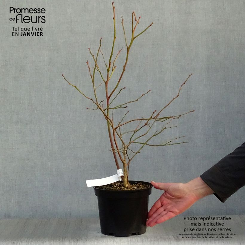 Arándano Jersey Maceta 4L/5L Ejemplar entregado en invierno