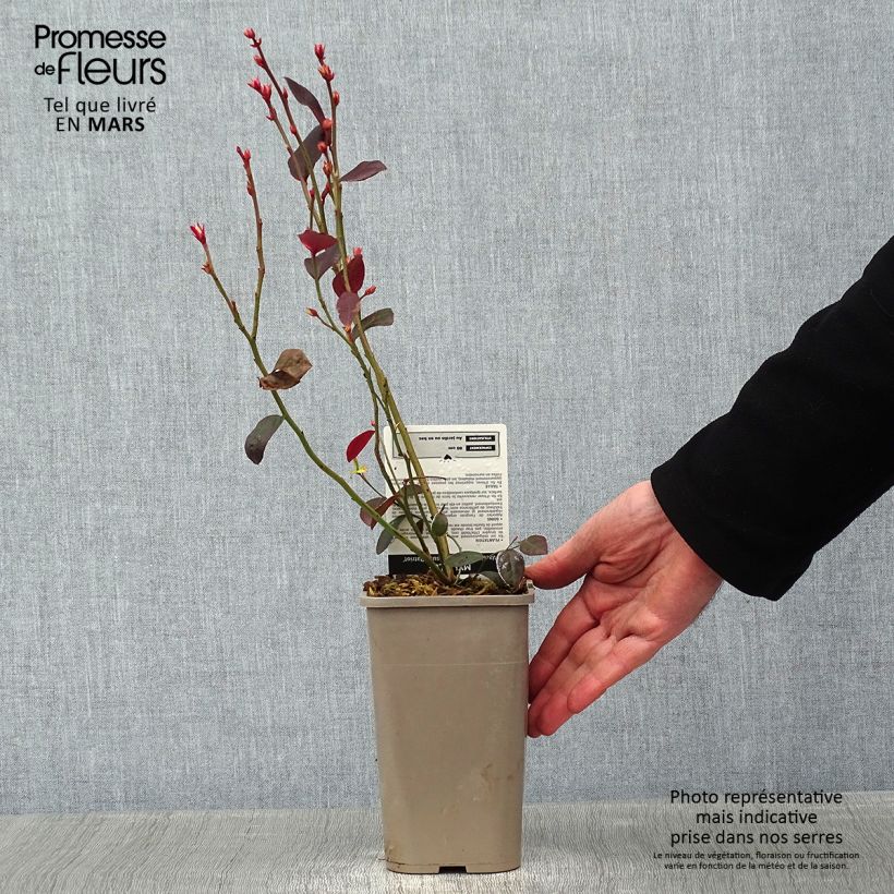 Arándano Patriot Maceta 1,5L/2L, Formación arbustiva Ejemplar entregado en invierno