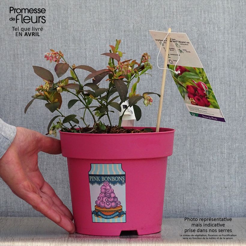 Arándano Pink Bonbons Maceta 2L/3L Ejemplar entregado en la primavera
