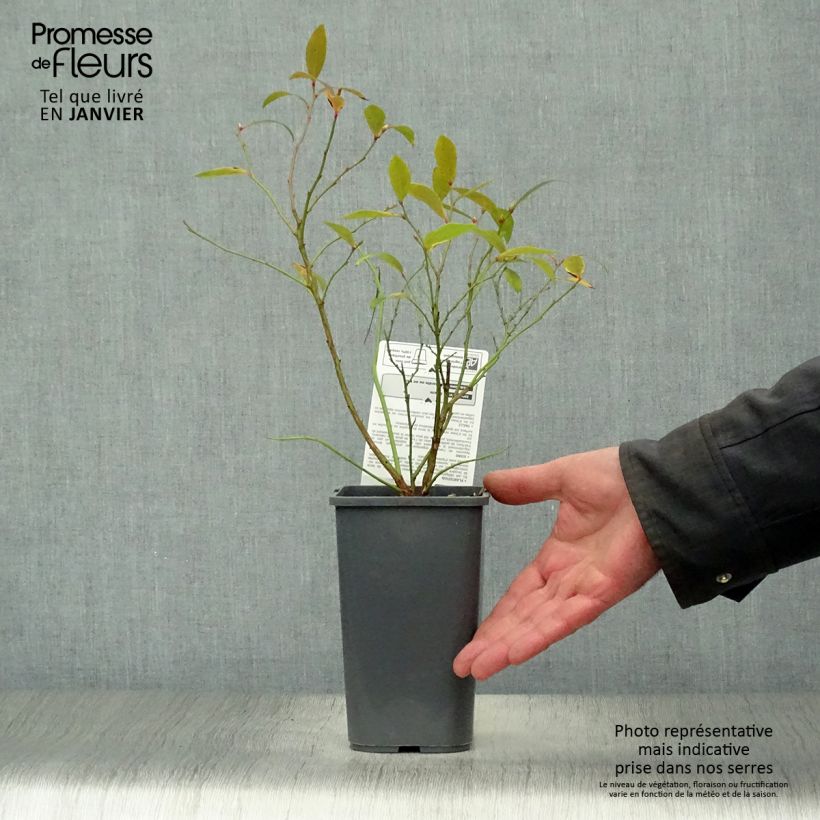 Arándano Pink Lemonade Bio Maceta 1,5L/2L, Formación arbustiva Ejemplar entregado en invierno